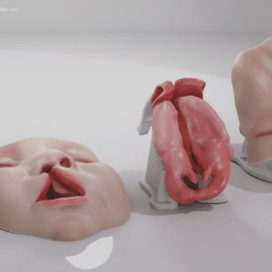 Three modules of our cleft palate simulator