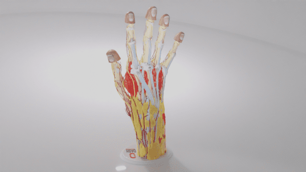 A hand model with the skin cut away to show interior tissues
