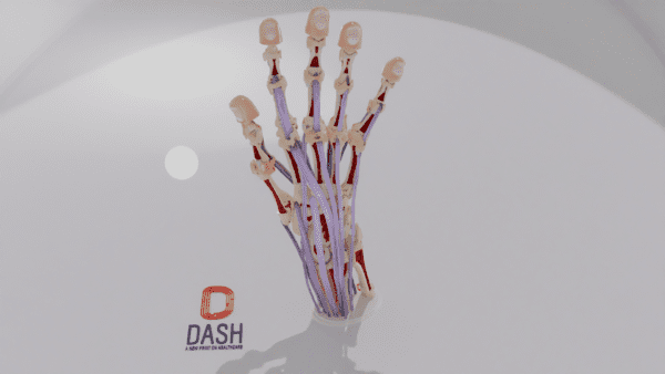 A hand anatomical model with the soft tissue cut away to show interior skeletal and tendon structure