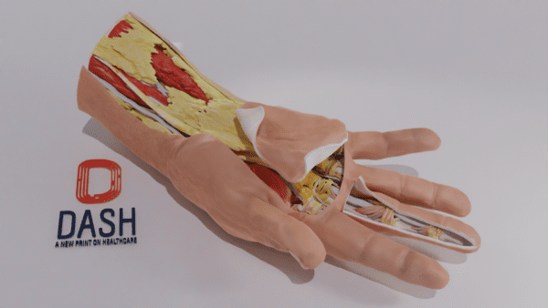 A high fidelity hand model, with full internal anatomy